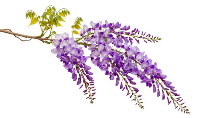 Vibrant Purple Wisteria Flower Branch with Fresh Green Leaves