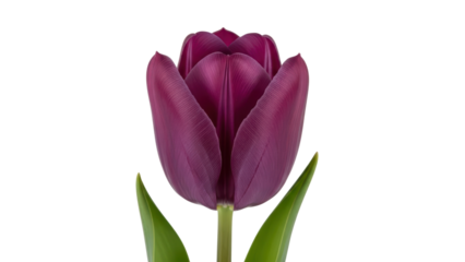 Beautiful Purple Tulip Flower with Green Leaves Isolated on White