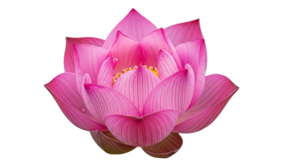 Beautiful Pink Lotus Flower with Delicate Petals and Green Leaves