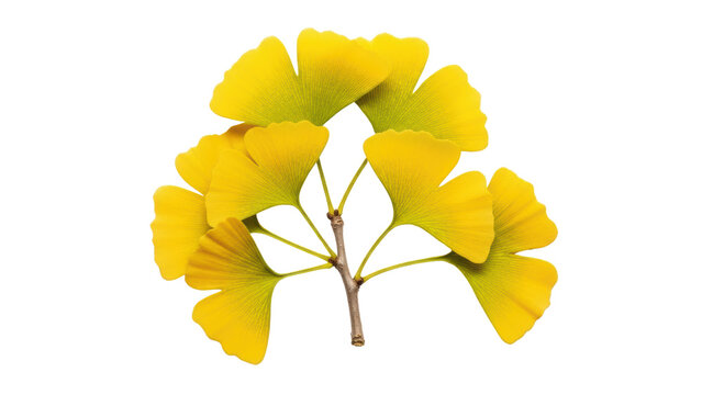 Bright Yellow Ginkgo Leaves on a Thin Branch Isolated on Black Background