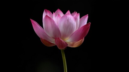 A single pink flower with a green stem is the main focus of the image. The flower is the only thing visible in the picture, and it is the only object that stands out. The image has a simple
