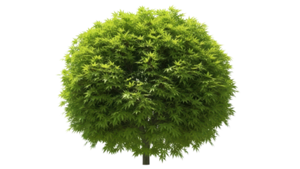 Lush Green Tree with Round Canopy and Vibrant Leaves in Sunlight