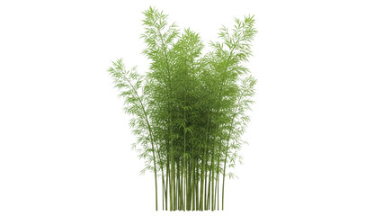 Lush Bamboo Grove with Vibrant Green Stalks and Foliage