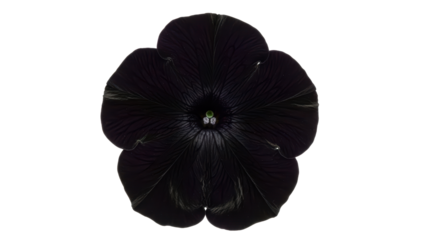 Dark Elegant Flower with Unique Petal Texture and Center Detail