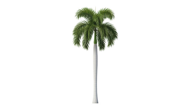 Tall palm tree with lush green fronds against a clear background