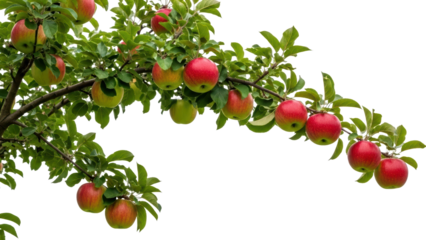 Fresh Red Apples on Tree Branch Surrounded by Green Leaves