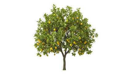 Lemon Tree with Fruit in Full Bloom on Isolated Background