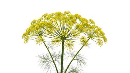 Fototapeta premium Bright Yellow Dill Flower Umbrella Against Plain Background