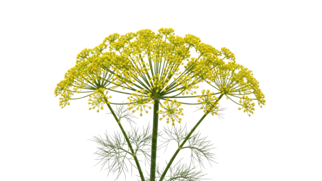 Bright Yellow Dill Flower Umbrella Against Plain Background - Powered by Adobe