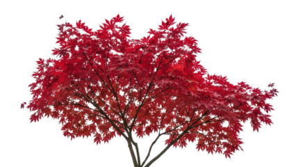 Vibrant Red Leaves on Japanese Maple Tree in Autumn Landscape