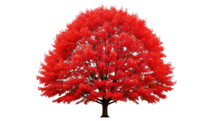 Vibrant Red Tree with Lush Foliage Against Clear Background