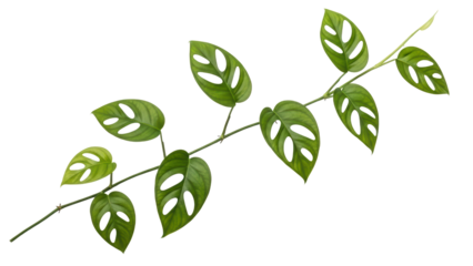 Green Monstera Leaf Branch Isolated on Transparent Background