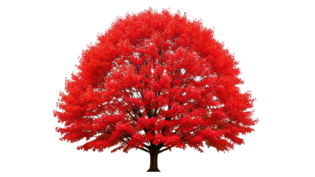 Vibrant Red Tree with Lush Foliage Against Clear Background