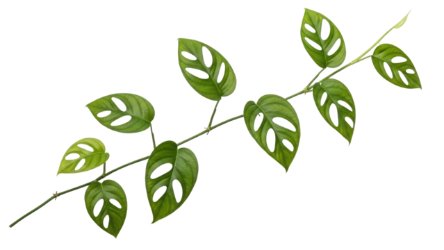 Green Monstera Leaf Branch Isolated on Transparent Background