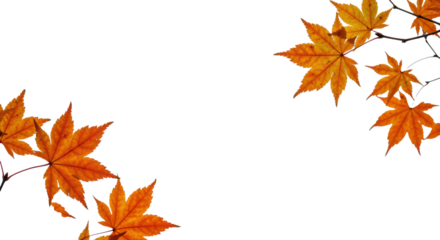 Close-up macro of vibrant golden, orange, crimson autumn leaves with intricate veins on bare branches, sharply focused against a transparent studio background with soft light, concept of autumn's