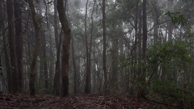 Deep Perspective Shot of Foggy Prusia Woodland Path with Lush Vegetation