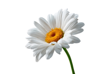 A vibrant, isolated daisy, with white petals and a yellow center, against a stark black background