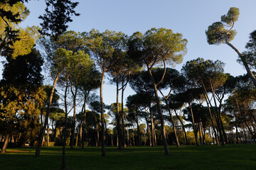Umbrella Pine trees park in Rome, Italy.
