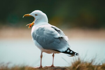 Fototapeta premium black headed gull