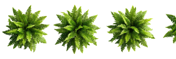 Four green leafy plants arranged in a horizontal line against a black background