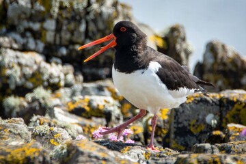 Oyster catcher Scotland wildlife