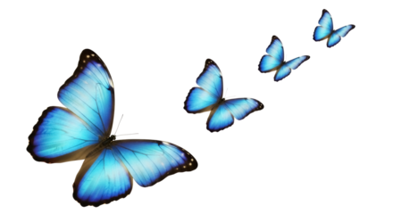 Group of blue butterflies PNG isolated on transparent background, vibrant morpho butterflies for design and decoration, nature-themed graphic element