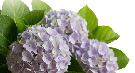 Delicate purple hydrangea flowers isolated PNG, beautiful floral arrangement on transparent background for wedding invitations and spring designs