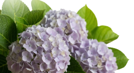 Delicate purple hydrangea flowers isolated PNG, beautiful floral arrangement on transparent background for wedding invitations and spring designs