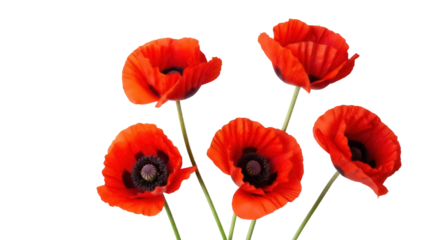 Vibrant red poppy flowers isolated PNG on transparent background, beautiful floral elements for spring and summer designs