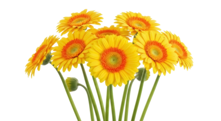 Cheerful yellow Gerbera daisy flowers isolated PNG, vibrant floral arrangement on transparent background for spring designs and cheerful projects