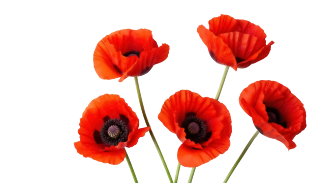 Vibrant red poppy flowers isolated PNG on transparent background, beautiful floral elements for spring and summer designs