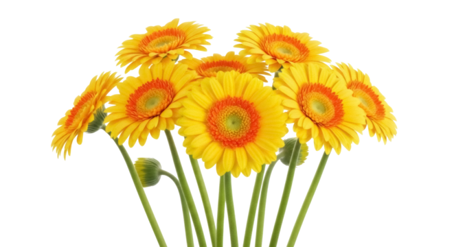Cheerful yellow Gerbera daisy flowers isolated PNG, vibrant floral arrangement on transparent background for spring designs and cheerful projects - Powered by Adobe