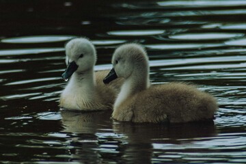 baby mute swan cygnus scotland wildlife