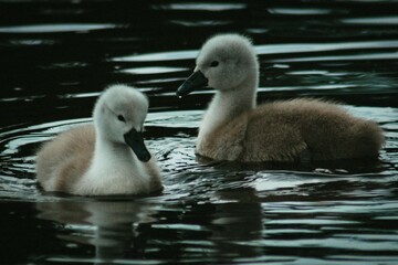 Obraz premium baby mute swan cygnus scotland wildlife