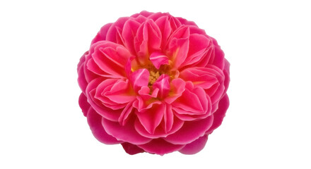 Vibrant pink rose blossom isolated PNG, romantic flower with detailed petals on transparent background for wedding and Valentine s Day designs