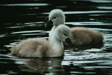 baby mute swan cygnus scotland wildlife