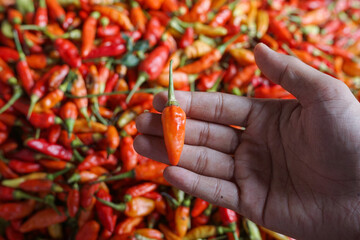 Close-up of hands holding a handful of red and orange chili peppers.