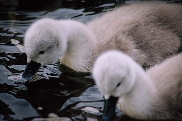 mute swan cygnets on water Scotland wildlife