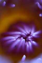 Close-up of a purple lotus flower, partially in focus.