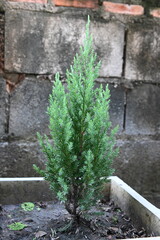 Small pine tree in a pot