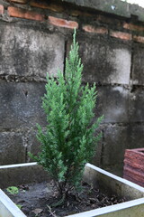 Small pine tree in a pot