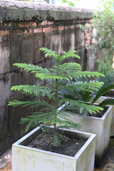 Small pine tree in a pot