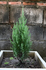 Small pine tree in a pot