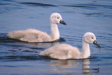 mute swan cygnets on water Scotland wildlife