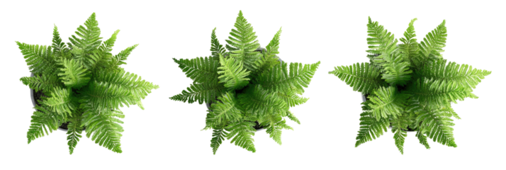 Overhead view of three green, leafy fern plants with detailed textures against a dark backdrop