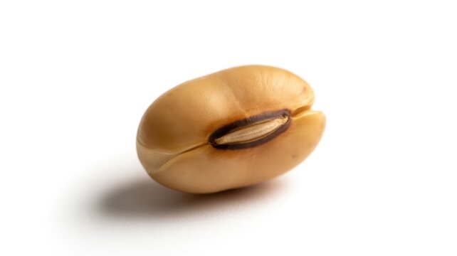 Single dried legume with prominent hilum resting on a bright white surface