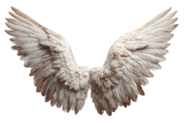 Pair of white feathered wings, spread wide against a dark background, creating a graceful form
