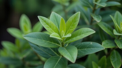 Vibrant green foliage emerges from a dense garden background with shallow depth of field