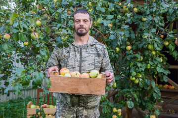 A man, a European, picks apples from an apple tree.