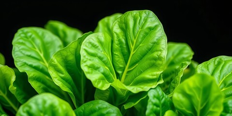 Vibrant green spinach leaves, fresh and crisp, healthy, healthyfood